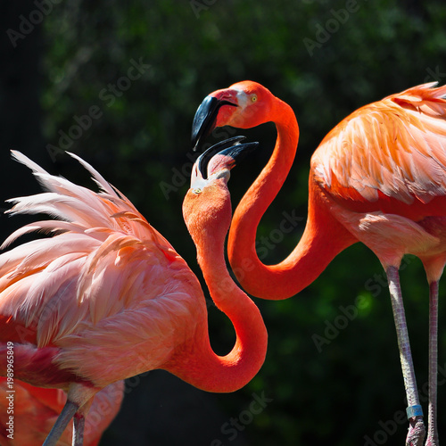 Pair of Flamingos with Vibrant Feathers - Toronto Zoo