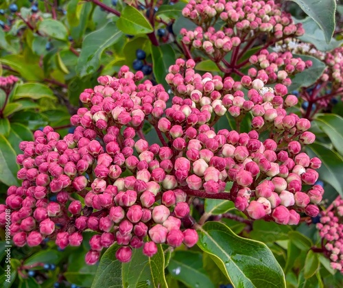 Wallpaper Mural Laurestine bush with colorful buds about ready toi bloom Torontodigital.ca