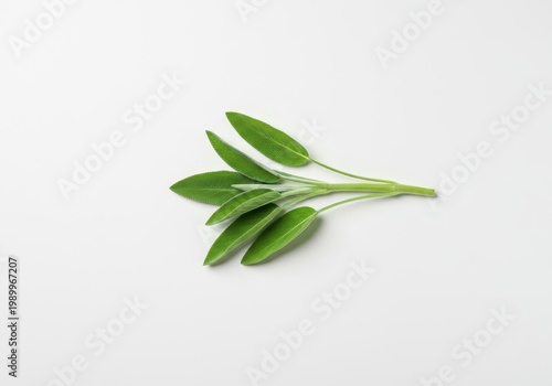 Vibrant, freshly picked organic sage branch lying flat on a seamless white background. Ideal for culinary, herbal, or wellness themes, spice, minimalist, sprig