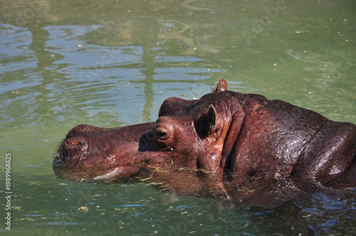 Hippopotamus Swimming in Water - Toronto Zoo