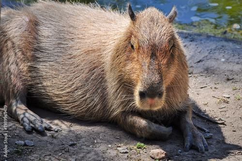 Capybara lying near water in a natural enclosure at Toronto Zoo, Canada. Largest rodent in the world.