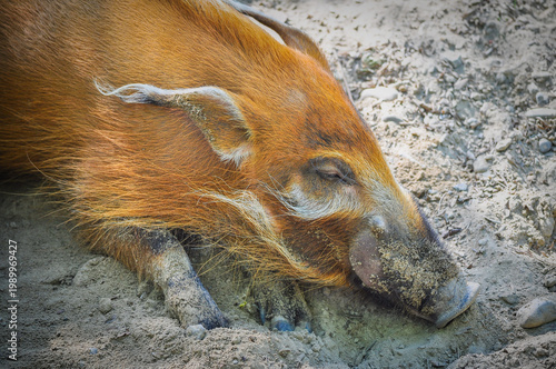 Wild Boar Resting on Ground Close-Up - Toronto Zoo