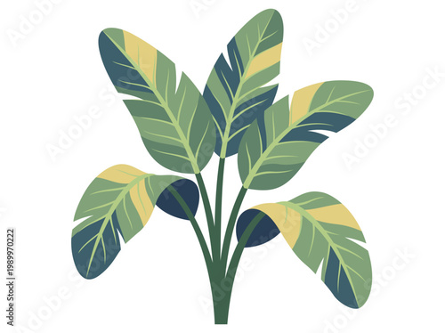Colorful tropical botanical plant featuring green and yellow broad leaves isolated on a Transparent background