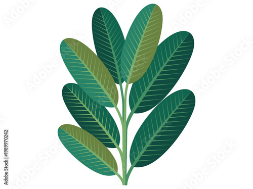 Symmetrical dark green and olive tropical plant foliage with detailed leaf veins cut out on a transparent background