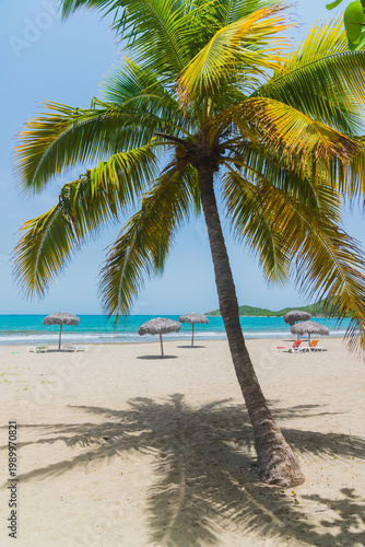 Palm Tree on White Sand Beach - Cuba Caribbean