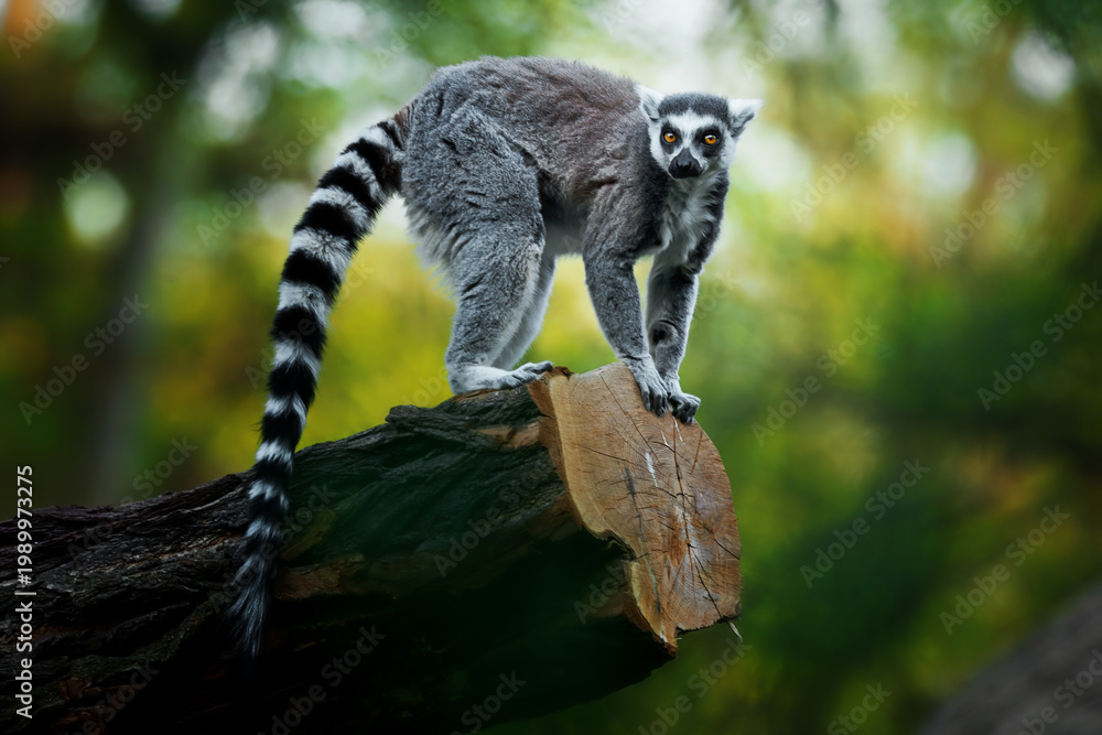 Obraz premium Tailed lemur (Lemur catta) stay on the branch