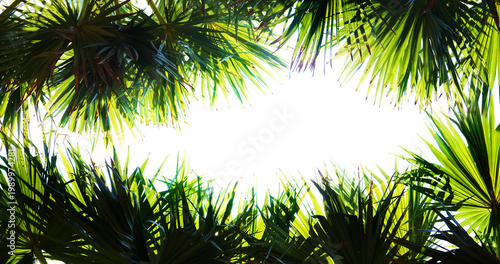 palm tree in the sun