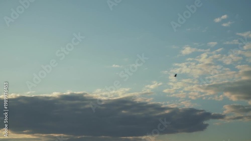 A bird glides across a sky with contrasting light and dark cloud layers on a blue sky. Soft sunlight illuminates the scene, highlighting the avian silhouette during a smooth panning motion view. 