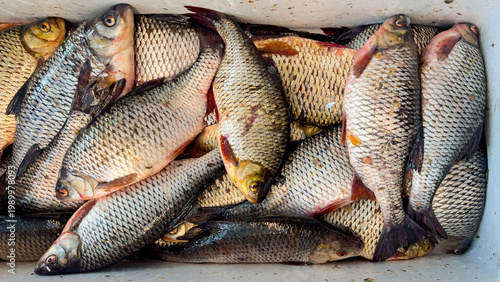 Fotografie Local catch is presented in rudd stored in plastic container in riga central mar
