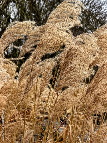 Wallpaper Mural Zebra grass ( Miscanthus sinensis 'Zebrinus' ). Poaceae perennial plants Torontodigital.ca