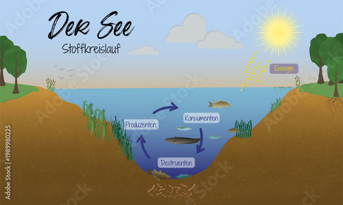 Ökosystem See – Energiefluss und Stoffkreislauf