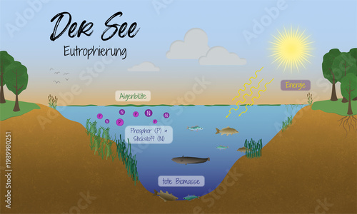 Ökosystem See – Eutrophierung und Algenblüte (ökologische Illustration)