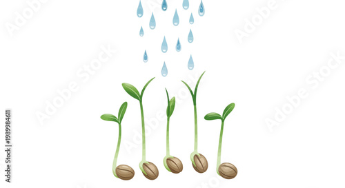 During the Grain Rain Festival, a symbolic illustration shows seed germination with raindrops falling on young sprouts against a clean white background, representing the Guyu solar term