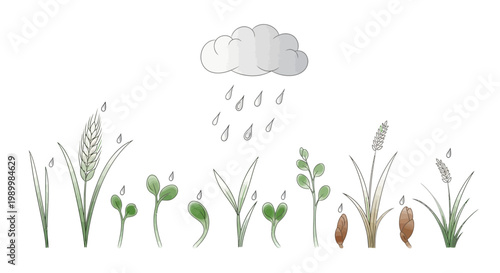 During the Grain Rain Festival, a watercolor illustration depicts a spring agriculture scene in China, showing a cloud showering raindrops upon various plants and sprouts against a clean