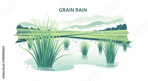 A serene illustration depicting the Grain Rain Festival (Guyu) with lush green rice paddies reflecting the overcast sky during the spring agriculture season in China, rendered in a clean