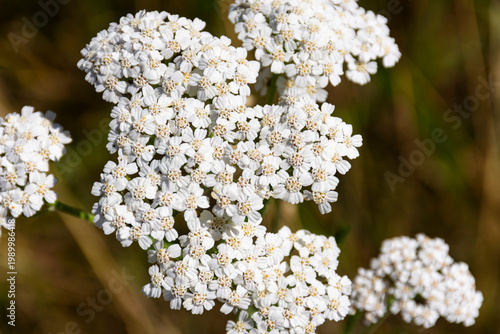 A close up image of the tiny white flowers of a wild Yarrow plant.  Yarrow can be used in making herbal medicine. Yarrow plants are considered perennial flowers.