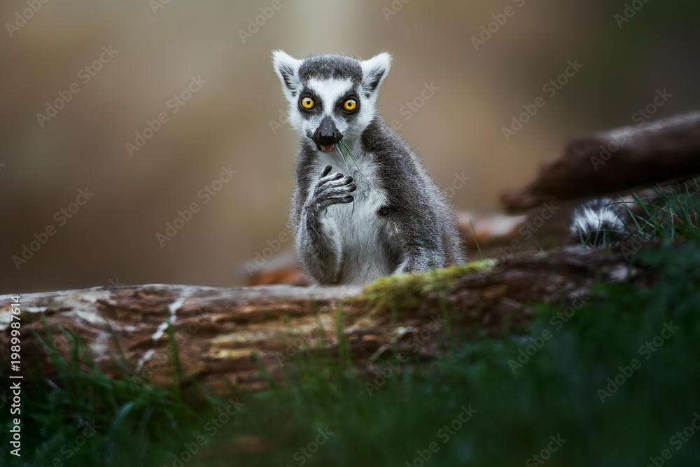 Obraz premium Tailed lemur (Lemur catta) enjoying being in grass