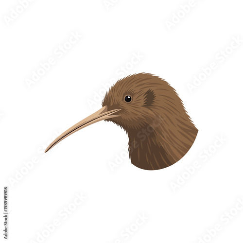 A detailed illustration of a brown kiwi bird's head with its distinctive long beak, set against a plain white background