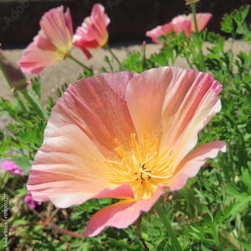 日本で春にポピーがピンクとオレンジ色の花を咲かせています