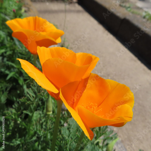 日本で春にポピーがピンクとオレンジ色の花を咲かせています