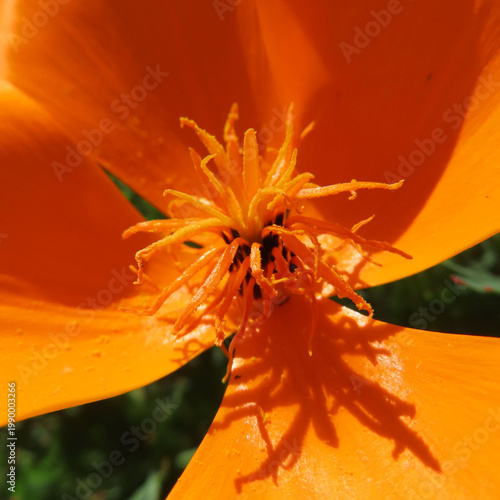 日本で春にポピーがピンクとオレンジ色の花を咲かせています