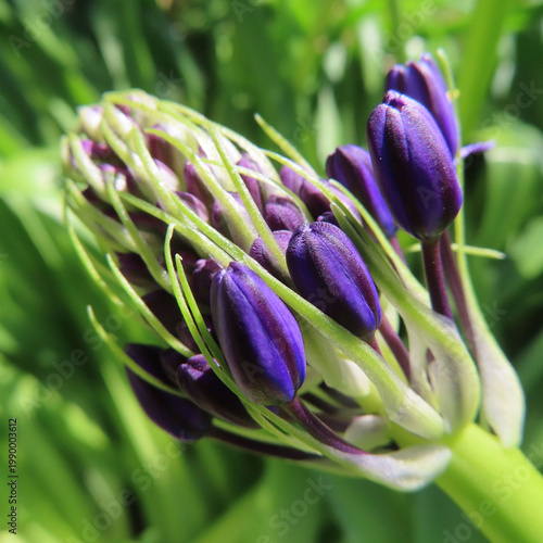 日本で春にシラーペルビアナが紫色の花を咲かせています