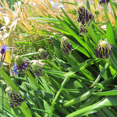 日本で春にシラーペルビアナが紫色の花を咲かせています