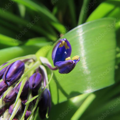 日本で春にシラーペルビアナが紫色の花を咲かせています
