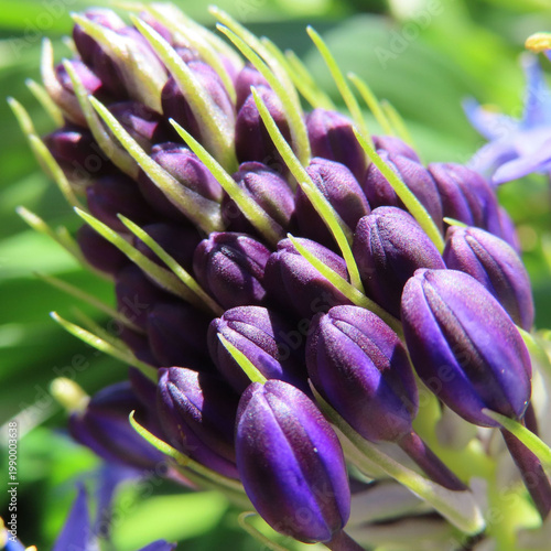 日本で春にシラーペルビアナが紫色の花を咲かせています