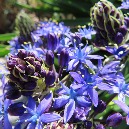 日本で春にシラーペルビアナが紫色の花を咲かせています