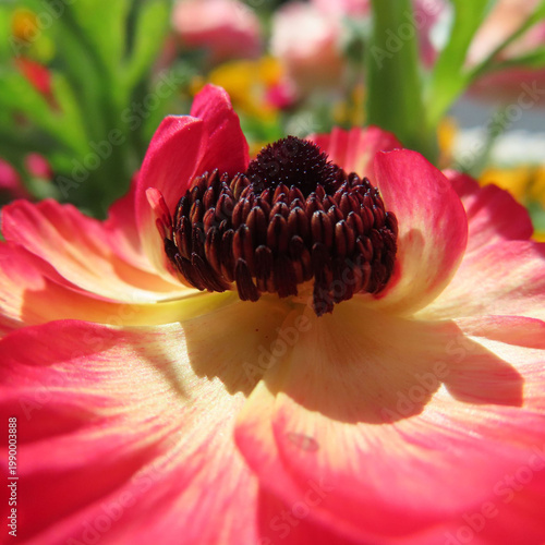 日本で春にラナンキュラスがピンクや赤の花を咲かせています