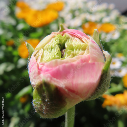日本で春にラナンキュラスがピンクや赤の花を咲かせています