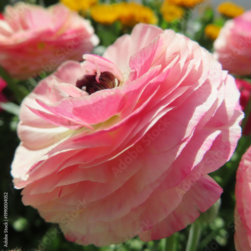 日本で春にラナンキュラスがピンクや赤の花を咲かせています