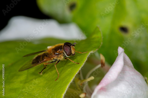 Tableau sur toile "The Spring Epistrophe (Epistrophe eligans) - a lovely bright hover fly found in Spring