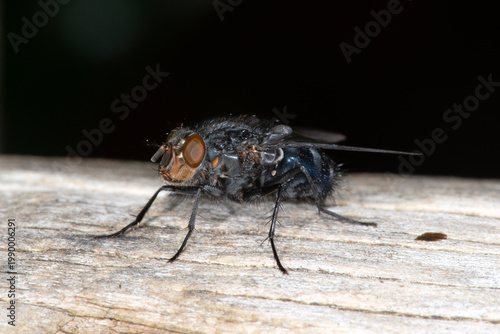 Photos Calliphora vicina, commonly known as the Blue Bottle Fly or Blue Blowfly, front three quarter view on decayed wood