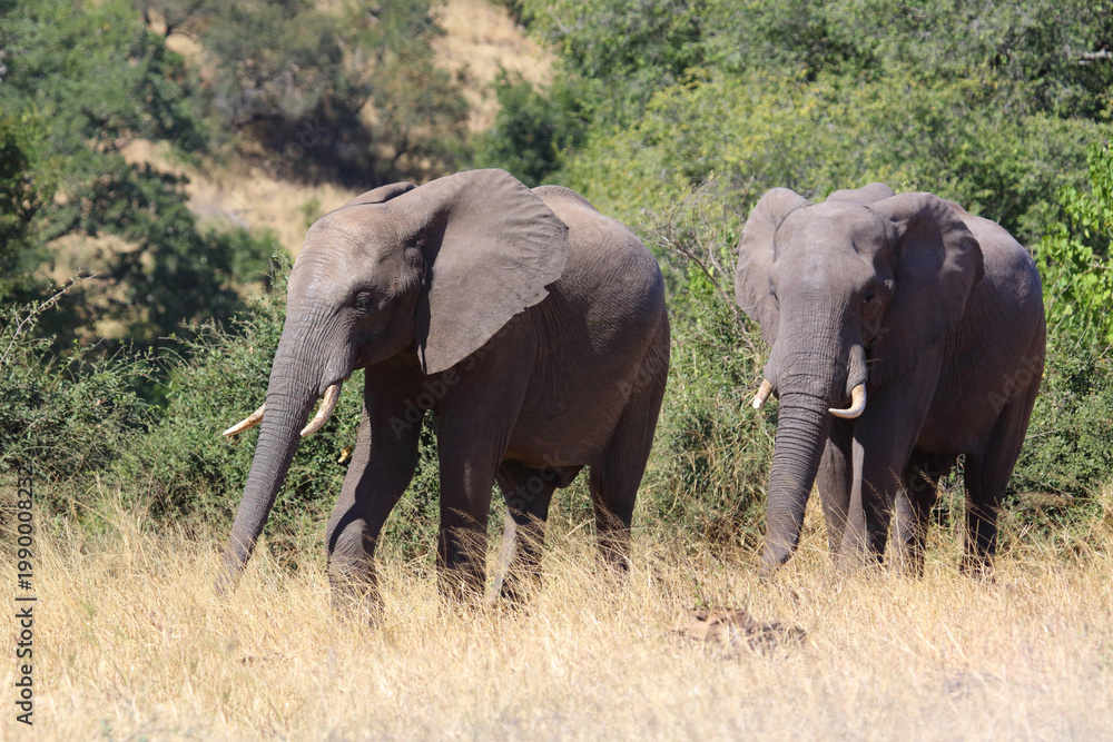 Fototapeta premium Afrikanischer Elefant / African elephant / Loxodonta africana