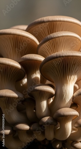 Fresh cluster of oyster mushrooms growing together in a tight bunch.