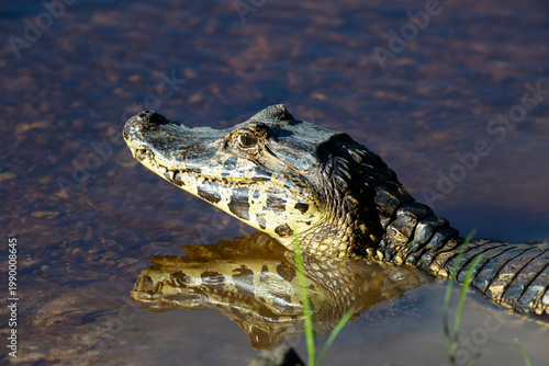 Принти на полотні Caiman yacare with mirror reflection in water Pantanal Brazil