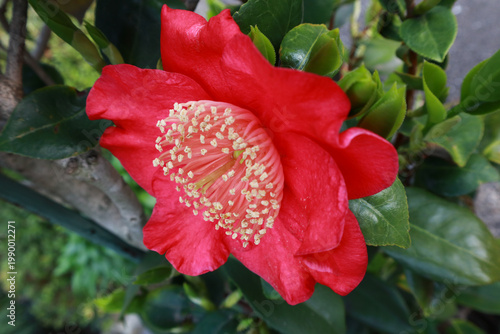 赤い椿の花　アップ