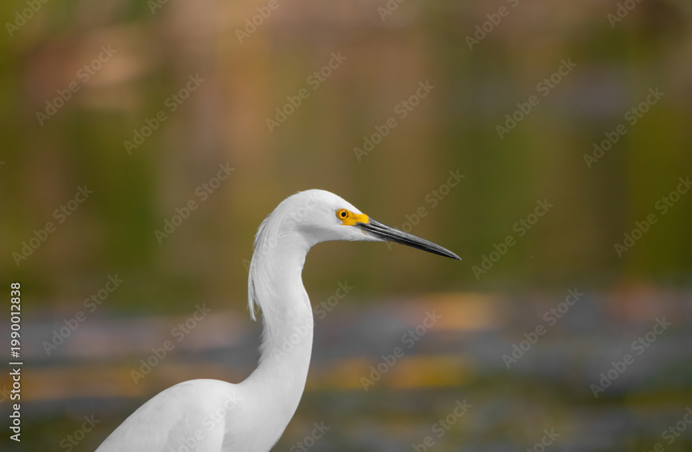 Obraz premium Elegant Snowy Egret Profile in Soft Light