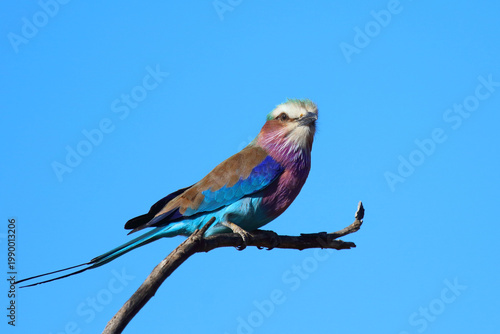 Gabelracke / Lilac-breasted roller / Coracias caudatus