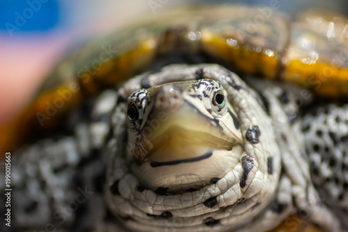 Canvastavla Chesapeake bay diamondback terrapin turtle