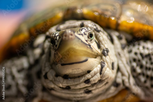 Foto Chesapeake bay diamondback terrapin turtle