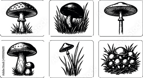 Six different mushrooms with grass details