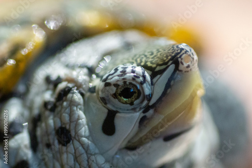 Fotografie Chesapeake bay diamondback terrapin turtle
