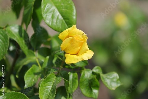 Yellow Rose Bloom with Botanical Label in Madrid Rose Garden