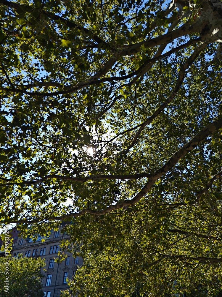 Fototapeta premium Sunlight through tree canopy with green leaves and blue sky