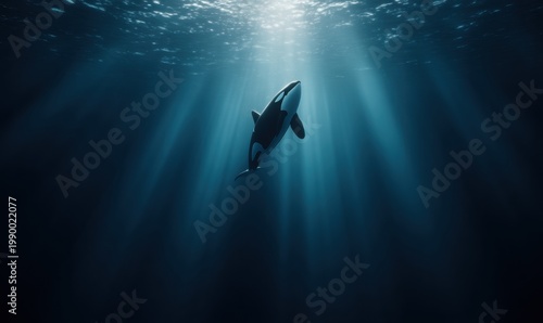 Underwater view of orca swimming toward sunlight beams in deep ocean