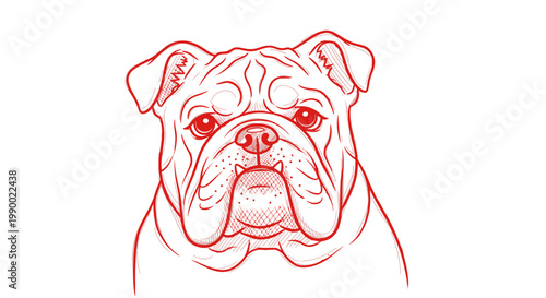 Det.ailed red line art illustration of an English bulldog head on a white background.