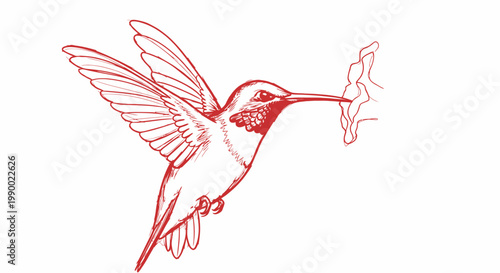 Red hummingbird sketch with flower